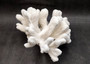 White Catspaw Coral Cluster Pocillopora Palifera (1 coral approx. 9L x 8.5H x 10.5D inches) White Coral for art display & collecting!
