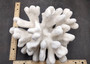 White Catspaw Coral Cluster Pocillopora Palifera (1 coral approx. 9L x 8.5H x 10.5D inches) White Coral for art display & collecting!
