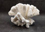 White Catspaw Coral Cluster Pocillopora Palifera (1 coral approx. 8.5L x 7H x 9.5D inches) Large Catspaw Coral piece for art & display!