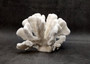 White Catspaw Coral Cluster Pocillopora Palifera (1 coral approx. 8.5L x 7H x 9.5D inches) Large Catspaw Coral piece for art & display!