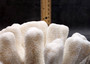 White Catspaw Coral Cluster Pocillopora Palifera (1 coral approx. 8.5L x 7H x 9.5D inches) Large Catspaw Coral piece for art & display!