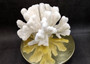White Catspaw Coral Cluster Pocillopora Palifera (1 coral approx. 8.5L x 7H x 9.5D inches) Large Catspaw Coral piece for art & display!
