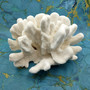 White Catspaw Coral Cluster Pocillopora Palifera (1 coral approx. 11L x 6.5H x 9.5D inches) Large Catspaw Coral piece for art & display!