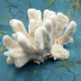 White Catspaw Coral Cluster Pocillopora Palifera (1 coral approx. 11L x 6.5H x 9.5D inches) Large Catspaw Coral piece for art & display!