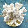 White Catspaw Coral Cluster Pocillopora Palifera (1 coral approx. 11L x 6.5H x 9.5D inches) Large Catspaw Coral piece for art & display!