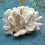 White Catspaw Coral Cluster Pocillopora Palifera (1 coral approx. 11L x 6H x 9D inches) Large Catspaw Coral piece for art & display!Copyright 2026 SeaShellSupply.com.
