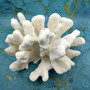 White Catspaw Coral Cluster Pocillopora Palifera (1 coral approx. 11L x 6H x 9D inches) Large Catspaw Coral piece for art & display!Copyright 2026 SeaShellSupply.com.
