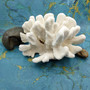 White Catspaw Coral Cluster Pocillopora Palifera (1 coral approx. 11L x 6H x 9D inches) Large Catspaw Coral piece for art & display!Copyright 2026 SeaShellSupply.com.