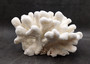 White Catspaw Coral Cluster Pocillopora Palifera (1 coral approx. 8.5L x 6.5H x 10D inches) Large Catspaw Coral piece for art & display! Copyright 2025 SeaShellSupply.com.