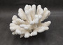White Catspaw Coral Cluster Pocillopora Palifera (1 coral approx. 8.5L x 6.5H x 10D inches) Large Catspaw Coral piece for art & display! Copyright 2025 SeaShellSupply.com.