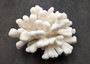 White Catspaw Coral Cluster Pocillopora Palifera (1 coral approx. 8.5L x 6.5H x 10D inches) Large Catspaw Coral piece for art & display! Copyright 2025 SeaShellSupply.com.