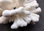 White Catspaw Coral Cluster Pocillopora Palifera (1 coral approx. 8.5L x 6.5H x 10D inches) Large Catspaw Coral piece for art & display! Copyright 2025 SeaShellSupply.com.