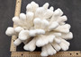 White Catspaw Coral Cluster Pocillopora Palifera (1 coral approx. 8.5L x 6.5H x 10D inches) Large Catspaw Coral piece for art & display! Copyright 2025 SeaShellSupply.com.