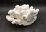 White Catspaw Coral Cluster Pocillopora Palifera (1 coral approx. 8.5L x 6.5H x 10D inches) Large Catspaw Coral piece for art & display! Copyright 2025 SeaShellSupply.com.