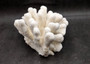 White Catspaw Coral Cluster Pocillopora Palifera (1 coral approx. 8.5L x 6.5H x 10D inches) Large Catspaw Coral piece for art & display! Copyright 2025 SeaShellSupply.com.
