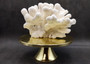 White Catspaw Coral Cluster Pocillopora Palifera (1 coral approx. 8.5L x 6.5H x 10D inches) Large Catspaw Coral piece for art & display! Copyright 2025 SeaShellSupply.com.