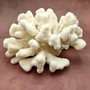 White Catspaw Coral Cluster Pocillopora Palifera (1 coral approx. 11L x 5H x 10D inches) Large Catspaw Coral piece for art & display!