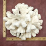 White Catspaw Coral Cluster Pocillopora Palifera (1 coral approx. 11L x 5H x 10D inches) Large Catspaw Coral piece for art & display!