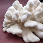 White Catspaw Coral Cluster Pocillopora Palifera (1 coral approx. 11L x 5H x 10D inches) Large Catspaw Coral piece for art & display!