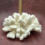 White Catspaw Coral Cluster Pocillopora Palifera (1 coral approx. 11L x 5H x 10D inches) Large Catspaw Coral piece for art & display!