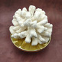 White Catspaw Coral Cluster Pocillopora Palifera (1 coral approx. 11L x 5H x 10D inches) Large Catspaw Coral piece for art & display!
