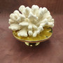 White Catspaw Coral Cluster Pocillopora Palifera (1 coral approx. 11L x 5H x 10D inches) Large Catspaw Coral piece for art & display!