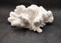White Catspaw Coral Cluster Pocillopora Palifera (1 coral approx. 8.5L x 5H x 10.5D inches) White Coral for art display & collecting!