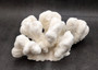 White Catspaw Coral Cluster Pocillopora Palifera (1 coral approx. 8.5L x 5H x 10.5D inches) White Coral for art display & collecting!