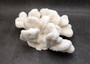 White Catspaw Coral Cluster Pocillopora Palifera (1 coral approx. 8.5L x 5H x 10.5D inches) White Coral for art display & collecting!