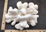 White Catspaw Coral Cluster Pocillopora Palifera (1 coral approx. 8.5L x 5H x 10.5D inches) White Coral for art display & collecting!