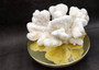 White Catspaw Coral Cluster Pocillopora Palifera (1 coral approx. 8.5L x 5H x 10.5D inches) White Coral for art display & collecting!