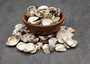 Ridged Venus Clam Seashell Dappled Lioconcha Fastigiata (approx. HALF pound 75+ shells 0.75+ inches) Streaked Clam Shells for arts & crafts!