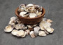 Ridged Venus Clam Seashell Dappled Lioconcha Fastigiata (approx. HALF pound +/-75 shells 0.75+ inches) Streaky Clam Shells for arts & crafts