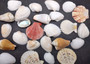 Netted Mixed Shell Assortment. Set of multiple different colored and sized shells in a cute little bag. Copyright 2025 SeaShellSupply.com.