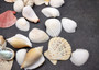 Netted Mixed Shell Assortment. Set of multiple different colored and sized shells in a cute little bag. Copyright 2025 SeaShellSupply.com.