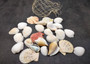 Netted Mixed Shell Assortment. Set of multiple different colored and sized shells in a cute little bag. Copyright 2025 SeaShellSupply.com.