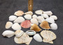 Mixed Small Seashell Assortment In Net Bag (approx. 15-20+ shells 0.5-1.5+ inches) Net Bag Of Assorted Shells for gifting & decoration!