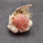 Mixed Small Seashell Assortment In Net Bag (approx. 15-20+ shells 0.5-1.5+ inches) Net Bag Of Assorted Shells for gifting & decoration!