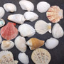Mixed Small Seashell Assortment In Net Bag (approx. 15-20+ shells 0.5-1.5+ inches) Net Bag Of Assorted Shells for gifting & decoration!
