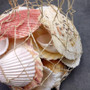 Mixed Small Seashell Assortment In Net Bag (approx. 15-20+ shells 0.5-1.5+ inches) Net Bag Of Assorted Shells for gifting & decoration!