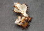 Endive Murex Seashells White Brown Murex Endivia (2 shells approx. 2+ inches) Striped Murex Shells for coastal crafting décor & collections!