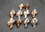 Endive Murex Seashells White Brown Murex Endivia (2 shells approx. 2+ inches) Striped Murex Shells for coastal crafting décor & collections!