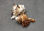 Endive Murex Seashells White Brown Murex Endivia (2 shells approx. 2+ inches) Striped Murex Shells for coastal crafting décor & collections!