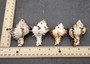 Endive Murex Seashells White Brown Murex Endivia (2 shells approx. 2+ inches) Striped Murex Shells for coastal crafting décor & collections!