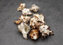 Endive Murex Seashells White Brown Murex Endivia (2 shells approx. 2+ inches) Striped Murex Shells for coastal crafting décor & collections!