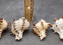 Endive Murex Seashells White Brown Murex Endivia (2 shells approx. 2+ inches) Striped Murex Shells for coastal crafting décor & collections!