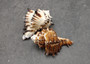 Endive Murex Seashells White Brown Murex Endivia (2 shells approx. 2+ inches) Striped Murex Shells for coastal crafting décor & collections!