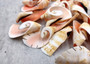 Strombus Leafy Lily Cut Seashell Strombus Luhuanus (5 shells approx. 1.25+ inches) Tan White Strombus Lily cut shells for crafts & display!