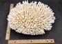 White Table Coral Large Cluster Acropora Latistella (1 coral approx. 11.5L x 6H x 9.5D inches) White Table Coral for display & collecting!