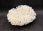 White Table Coral Large Cluster Acropora Latistella (1 coral approx. 11.5L x 6H x 9.5D inches) White Table Coral for display & collecting!